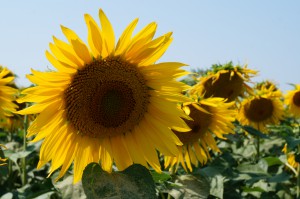 Zomer-bloei